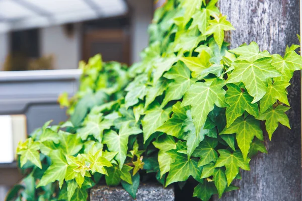 Hermosa Planta Trepadora Hojas Vid Verde Ciudad Japón —  Fotos de Stock
