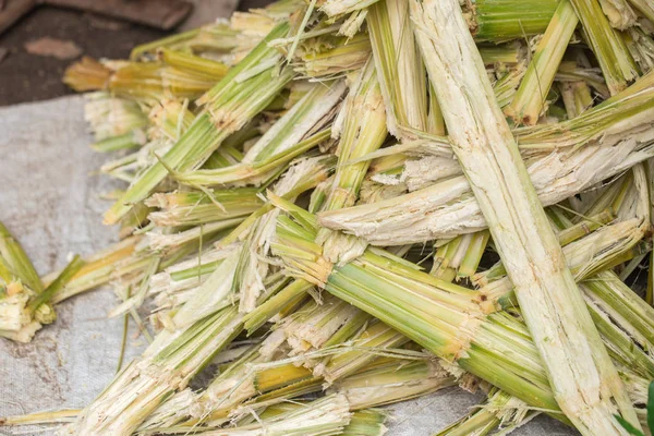 Cana Açúcar Fibras Celulose Natural Fonte Produção Etanol Biocombustível — Fotografia de Stock