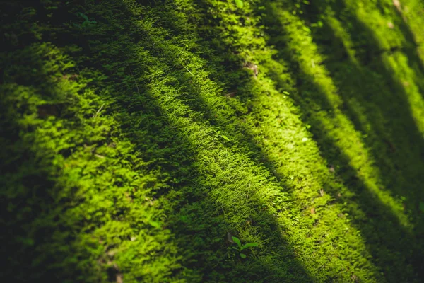Groene Mos Natuur Diepe Bos Dekking Van Oude Bakstenen Muur — Stockfoto