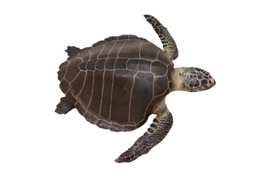 Sea turtles or Marine turtles isolated on white background with clipping path clipart
