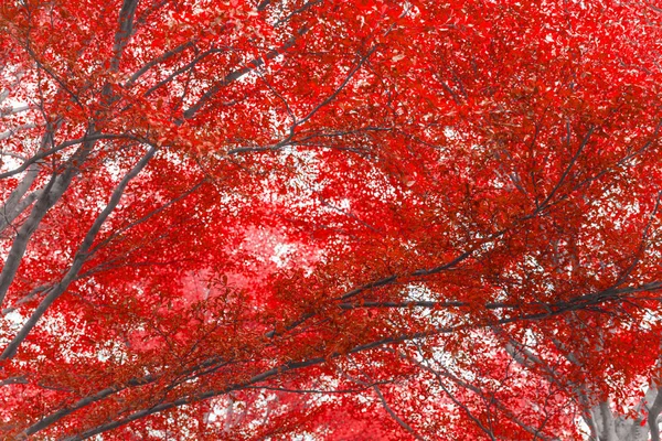 Ağaç Kırmızı Renk Yaprak Orman Sonbahar Sonbahar Sezon Canlı Renkli — Stok fotoğraf