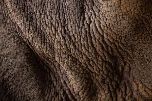 特写犀牛动物皮肤皱纹纹理 — 图库照片
