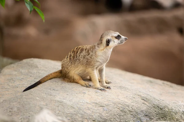 Meerkat vahşi küçük hayvan hayvanat bahçesinde açık