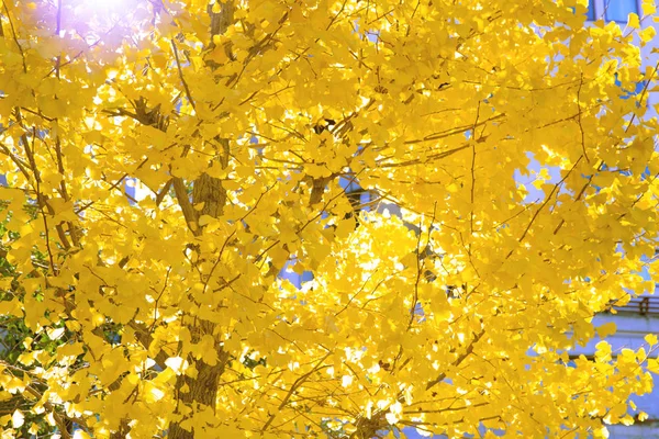 Желтые Растения Деревья Гинкго Листья Японии Осенние Листья Природы Крупный — стоковое фото