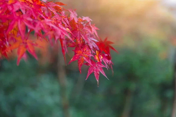 Closeup Červený Javorový List Zahradě Podzimní Sezóny — Stock fotografie