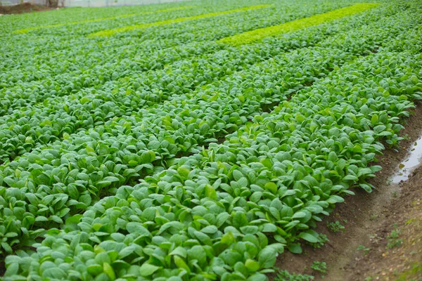 Campo Cultivo Espinafre Verde Japão — Fotografia de Stock