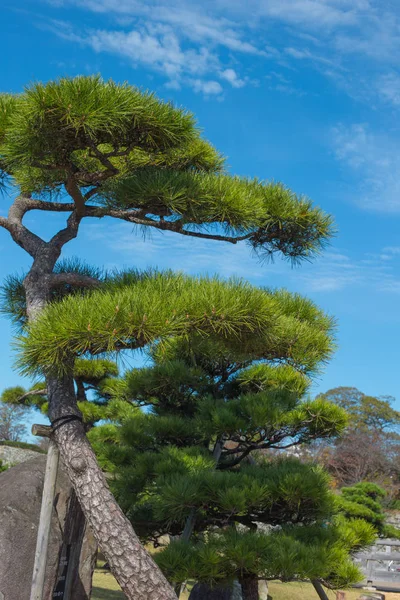 Japanese Pine Tree Shallow Depth Field Vintage Color Tone — Stock Photo, Image