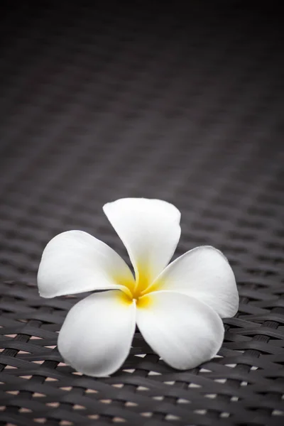 Λουλούδι Λευκό Plumeria Σκοτεινό Τόνο Μοτίβο Φόντου — Φωτογραφία Αρχείου