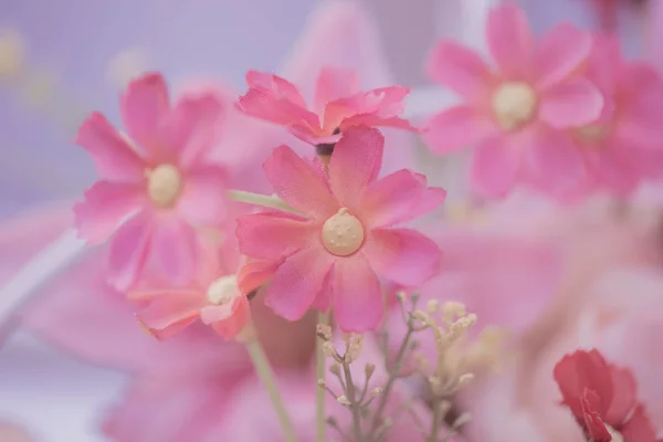 Arka Plan Aşk Kavramı Için Pembe Çiçek — Stok fotoğraf