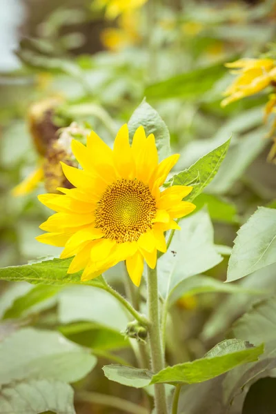 beautiful sunflower in the field vintage color tone