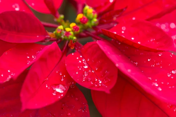 Κόκκινο Φύλλο Φυτού Χριστούγεννα — Φωτογραφία Αρχείου