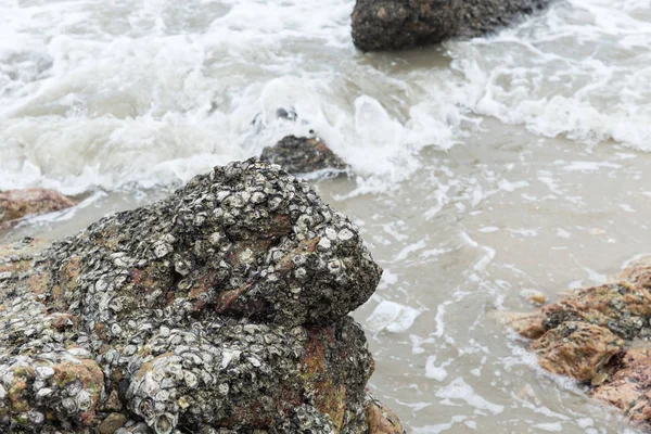 Mar Costa Grunge Concha Cubierta Arrecife Piedra — Foto de Stock