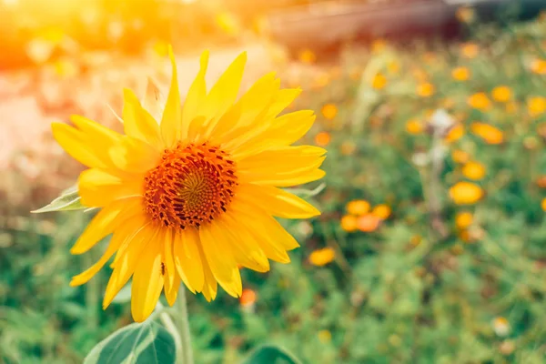 sunflower field beautiful nature postcard wallpaper background.