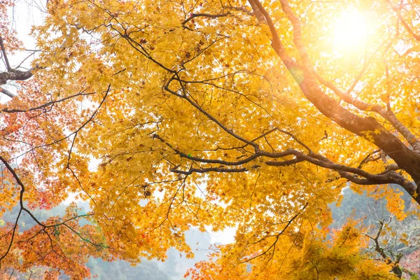 Arce Amarillo Dorado Árbol Sol Través Japón Otoño Naturaleza Follaje — Foto de Stock