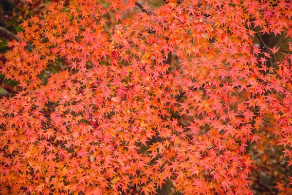 Japón Otoño Rojo Fondo Arce —  Fotos de Stock