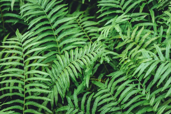 Green Fern Plant Wet Moist Tropical Rainforest Mountain Nature Texture — Stock Photo, Image