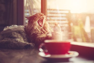 tembel kedi--dan pencere eşiği ile kahve Kupası vintage güzel evde beslenen hayvan sabah güneş ışığı ile esneme.