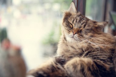 Ana rakun tembel kedi güzel pencere vintage colortone uyuyan sevimli
