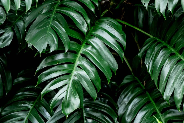 Trópusi Mély Erdő Levelek Levelek Jungle Zöld Növény Esőerdő Nedves — Stock Fotó