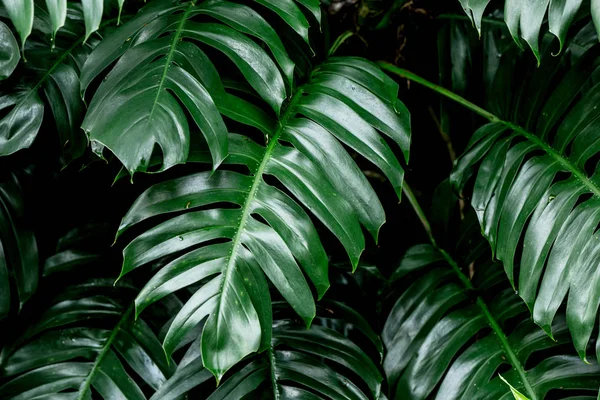 Floresta Tropical Profunda Deixa Selva Deixa Planta Verde Molhada Floresta — Fotografia de Stock