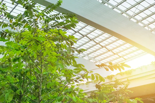 Sunroof Green Tree Park Garden Eco Office Building Fresh Clean — Stock Photo, Image
