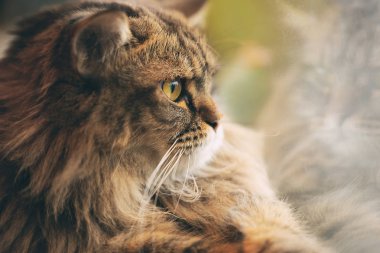 Tüylü kedi şirin kürk pat pencereden bakıyor.