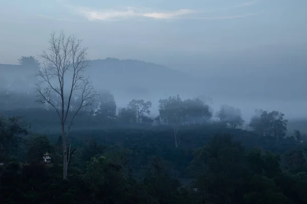 Espeluznante Niebla Bosque Bosque Misterioso Paisaje Niebla Oscuro Invierno — Foto de Stock