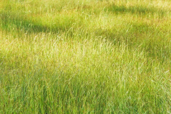 緑の牧草地の草フィールドそっと朝の光と陰 — ストック写真