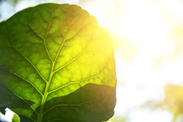 天然植物叶绿素生物科学与光合作用过程中的绿叶与阳光特写 — 图库照片