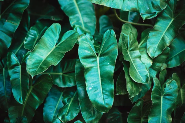 Tropische Pflanze Grünes Blatt Textur Muster — Stockfoto