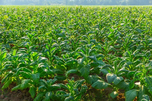 緑の植物農業フィールド タバコ工場 — ストック写真