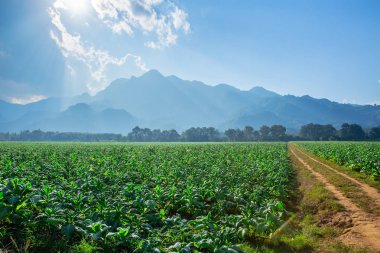Tütün Fabrikası alan Tarım Sanayi Peyzaj.
