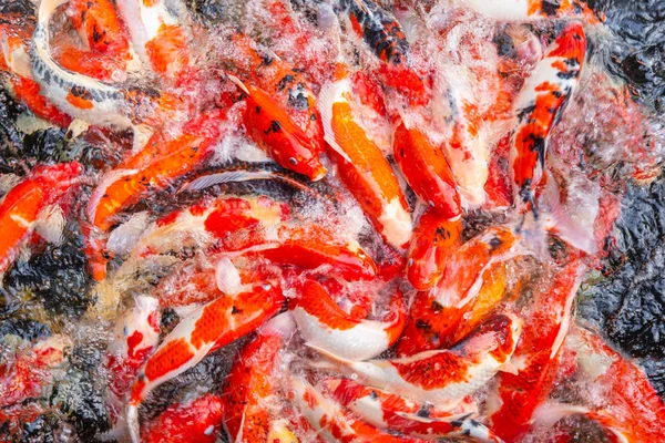 Colorido Japonês Koi Red Carp Peixe Lotado Vista Superior Parque — Fotografia de Stock