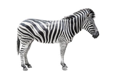 Zebra izole kırpma yoluyla beyaz arka plan üzerinde.