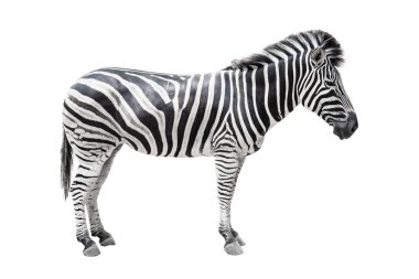 Zebra on white background isolated with clipping path. clipart