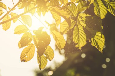 sabah altın yaprak yaz sezonu doğa gün örümcek web güneş ışığı ile.