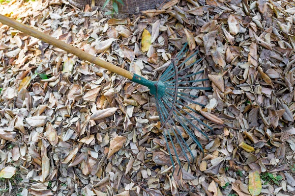Barrer Hoja Seca Para Jardín Limpio Temporada Otoño — Foto de Stock