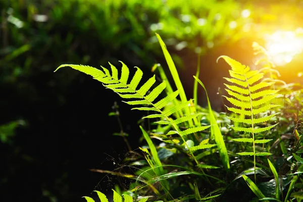 Close Samambaia Verde Floresta Com Luz Sol — Fotografia de Stock