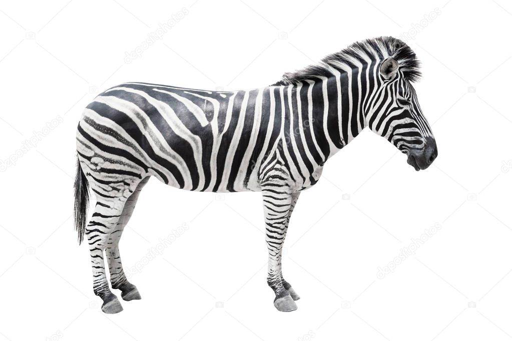 Zebra on white background isolated with clipping path.