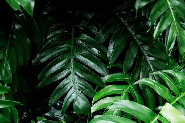 Dekorasyonu Için Tropikal Yağmur Ormanı Yeşil Yaprak Görüntü — Stok fotoğraf