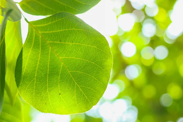 ぼかしボケの背景を持つ緑の自然植物の葉クローズアップ — ストック写真