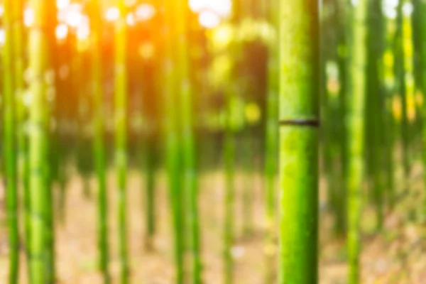 Blur Japanese Bamboo Forest Background — Stock Photo, Image
