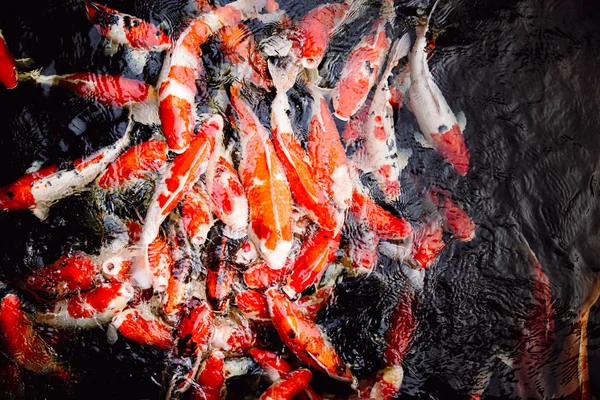 Paljon Japanilainen Koikarppi Kala Musta Lampi Tausta — kuvapankkivalokuva