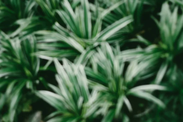 Blur Trópusi Növény Zöld Levél Lakberendezési Művészeti Design Természet Minimalista — Stock Fotó