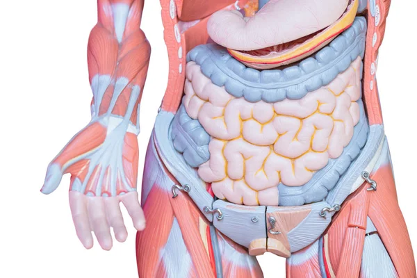 Human Internal Organ Abdominal Bowel Intestine Figure Model Isolated White — Stock Photo, Image