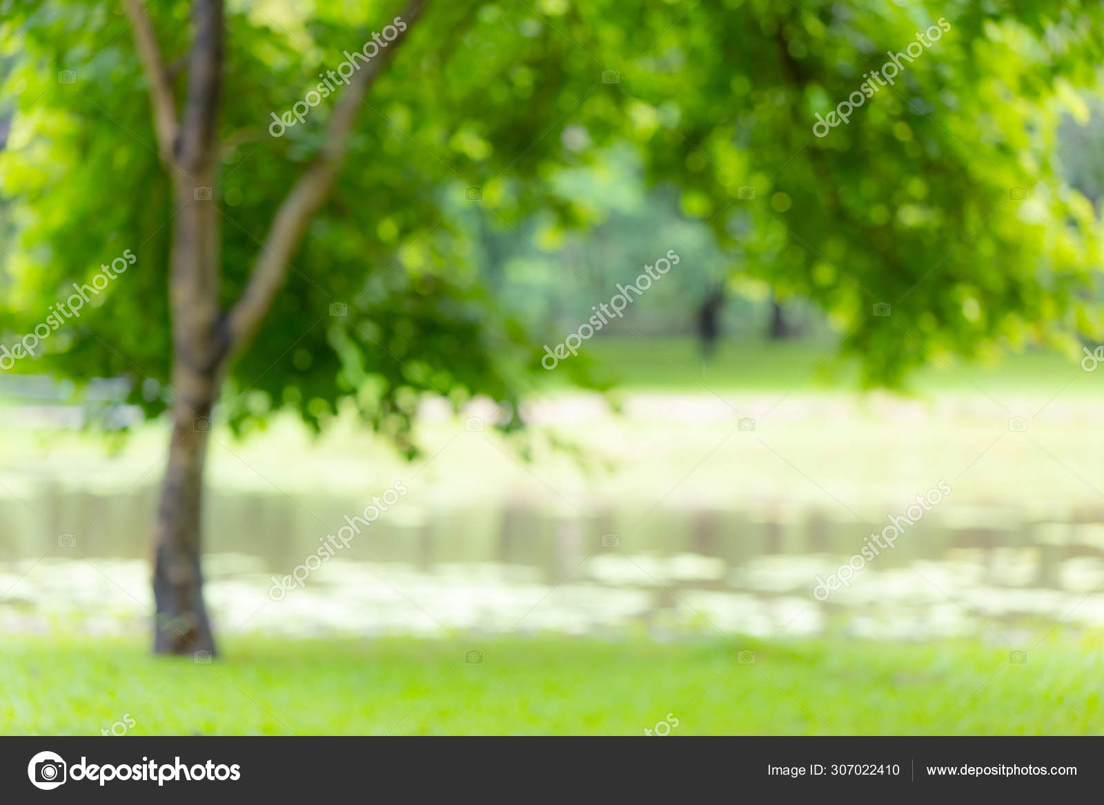 Blur Green Tree Park Outdoor Grass Field Lake Background Stock Photo by  ©coffeekai 307022410