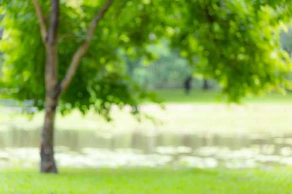 Blur Green Tree Park Outdoor Grass Field Lake Background — Stock Photo, Image