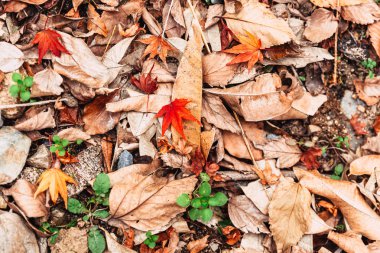 Sonbahar ormanı kuru yapraklar yere düşer rengarenk mevsim değişiklikleri.