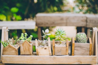 Kaktüs sırası küçük saksı evi ve yeşil ve doğa yaşam tarzı için bahçe süslemesi.