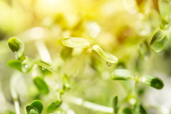 ひまわりの種からもやし水滴のついた緑の植物 — ストック写真